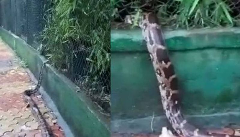 Huge Python Spotted At Mumbai Footpath video goes viral