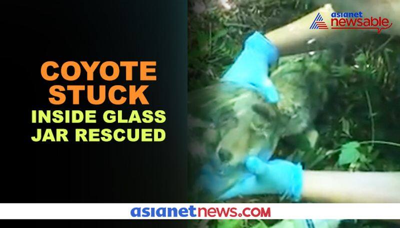 Coyote stuck inside glass jar rescued; video goes viral