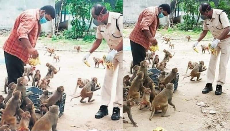 hungry monkeys find mate in this acp telangana amid covid 19 pandemic