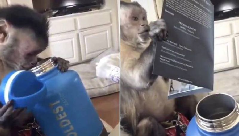 Monkey Receiving a gift Viral video