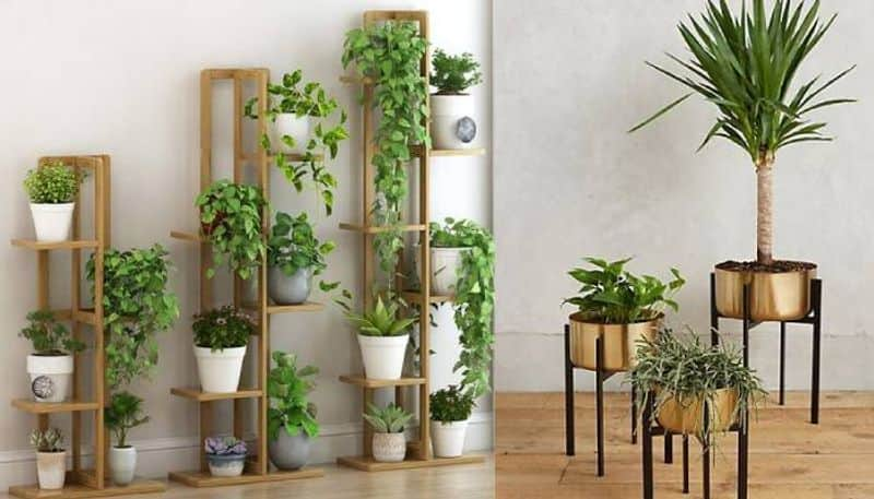 indoor plants ideas