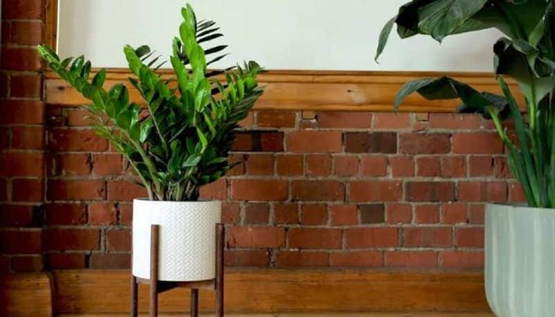 indoor plants ideas