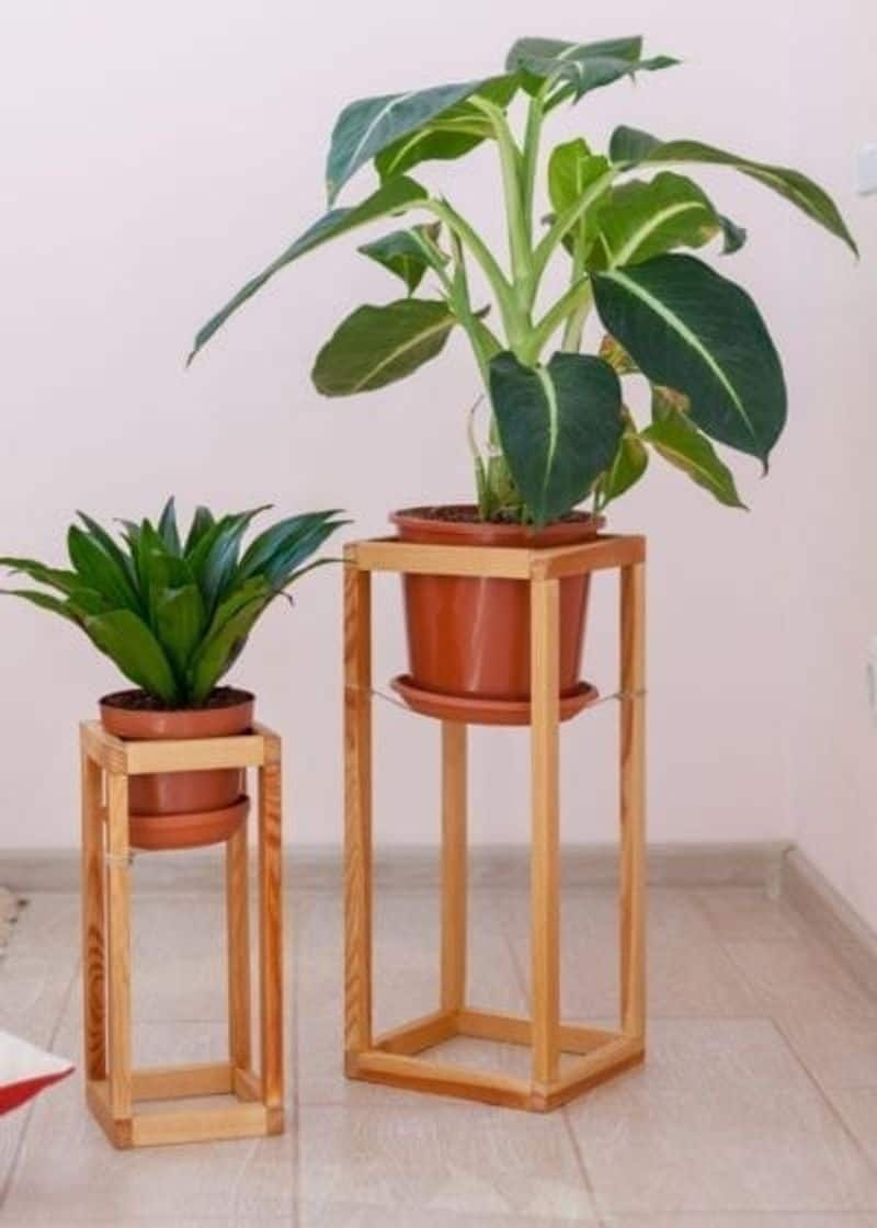 indoor plants ideas