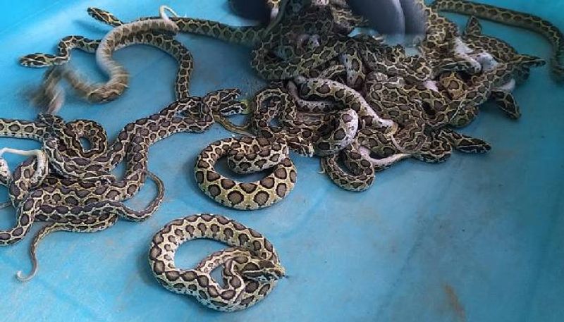 Russells Viper In Coimbatore Zoo Gives Birth To 33 Snakelets