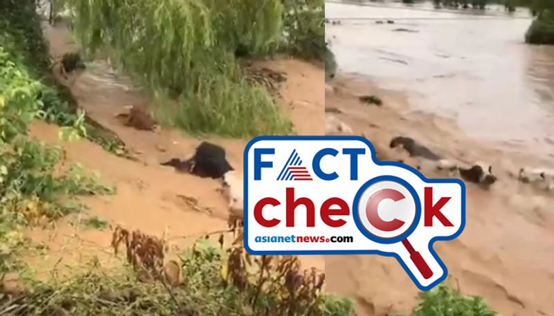 is it video of cattle being washed away in floodwaters from Idukki