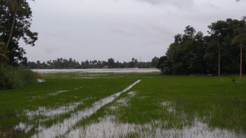 Farmers Faces Problems due to Heavy Rain in Gadag District