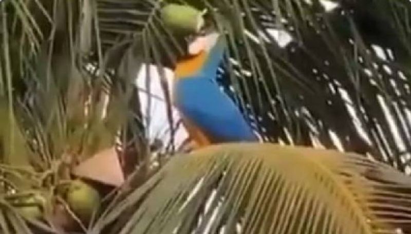 Thirsty parrot drinks coconut water in viral video