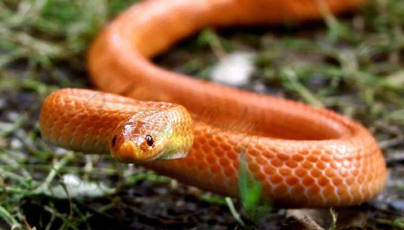 Rare Red Coral Kukri Snake Rescued from Residential House