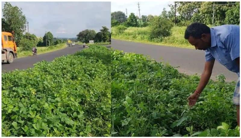 farmer to face action for cultivating soya bean on the divider of National Highway in Madhyapradesh