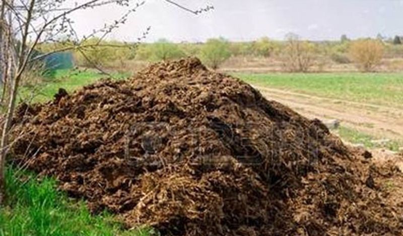 Cow dung dumped at BJP leader s house in Punjab mah