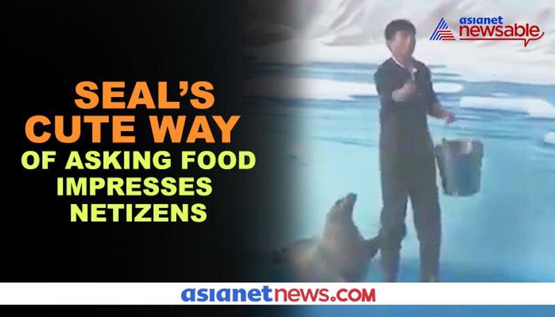 Watch Seal asks man for food in adorable video -gps