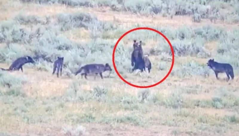 mother bear saves her cubs from a pack of wolves