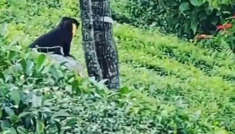 Video of this elusive animal is viral