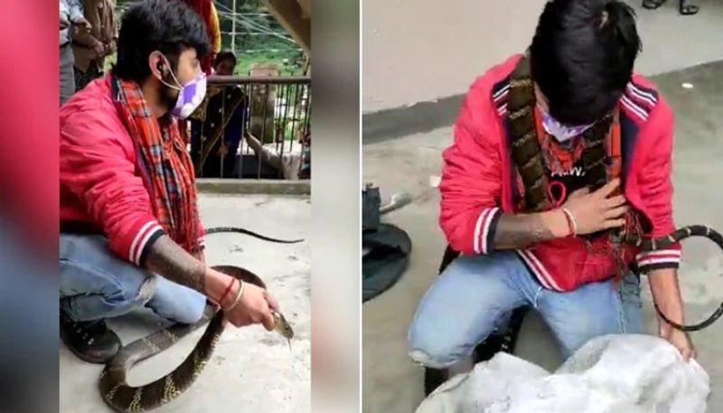 huge king cobra captured from a home in nainital