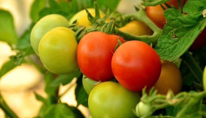 mulching tomato tips