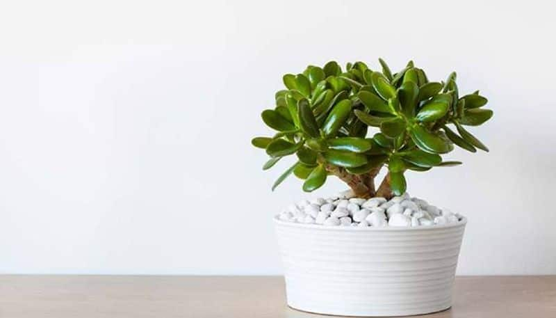 is succulent jade is toxic for pets ?