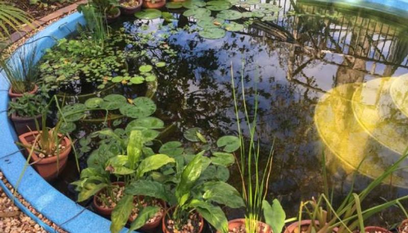 how to care garden pools and ponds