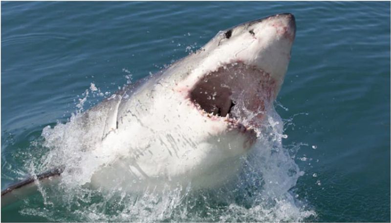 Shark bite man's hand and dragged him into the water, Video viral - bsb