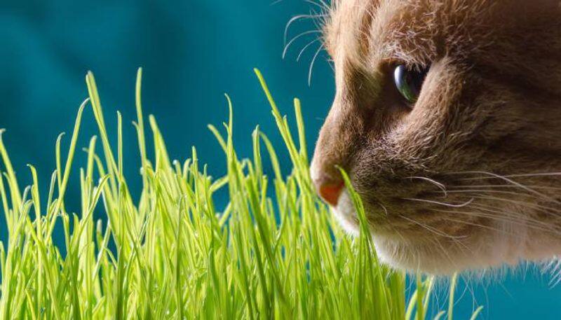 how cat grass useful to cat