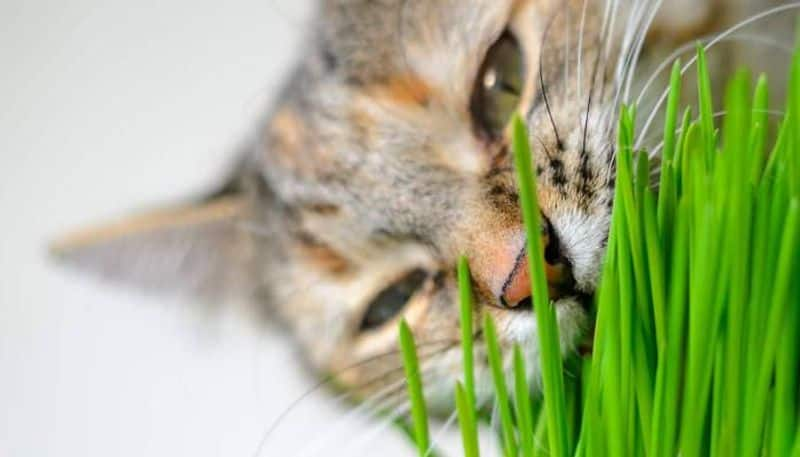 how cat grass useful to cat