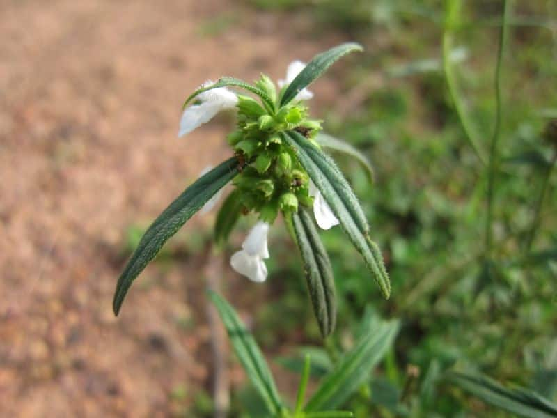 Leucas aspera importance