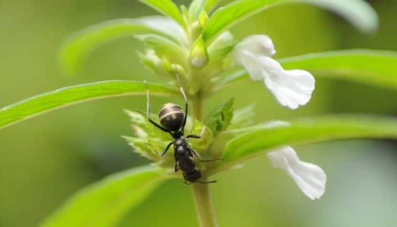 Leucas aspera importance