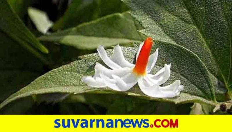 Health benefits of Parijata which has mythological significance