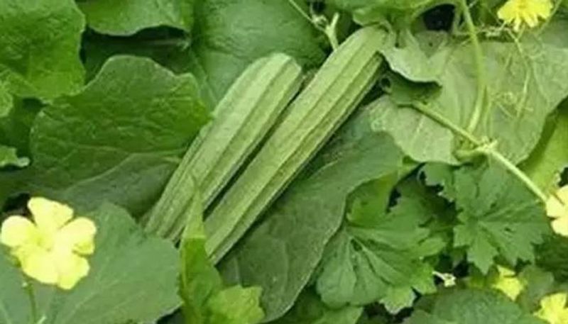 ridge gourd cultivation