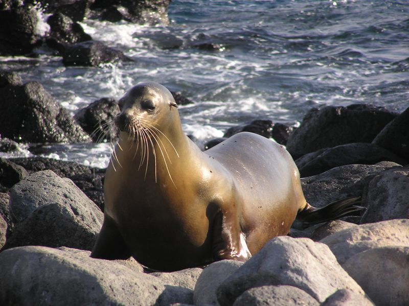 US allows killing of hundreds of sea lions to save struggling salmon