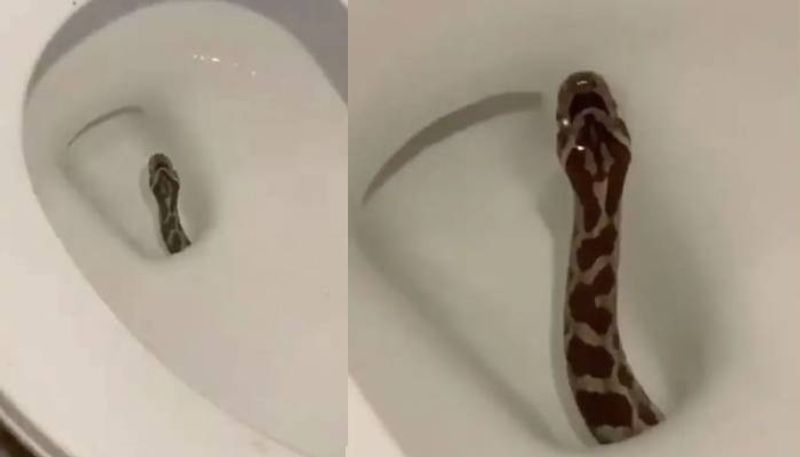 Man Finds a Rat Snake Inside His Toilet Seat Viral Video