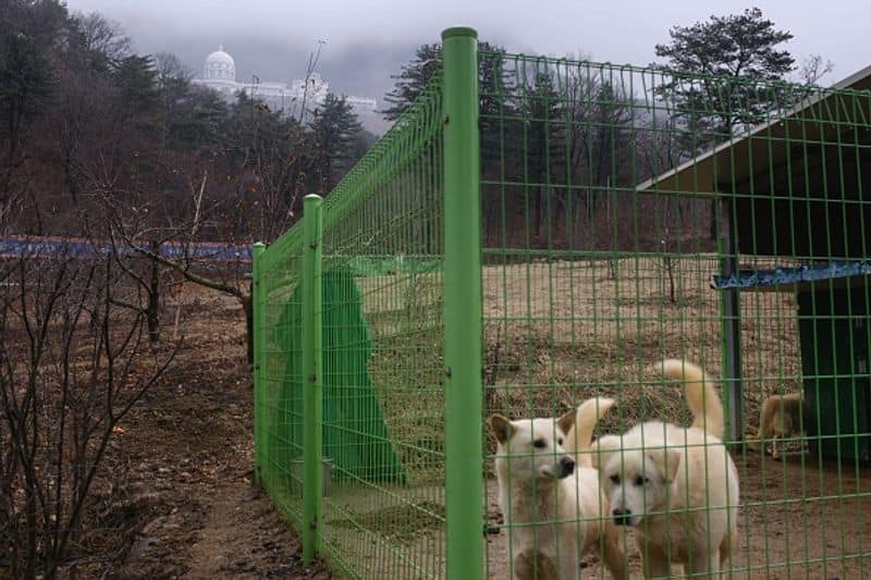 north korea forcing pet owners to give up pets for meat