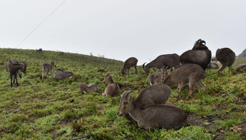 pacha ecological notes by Akbar on munnar