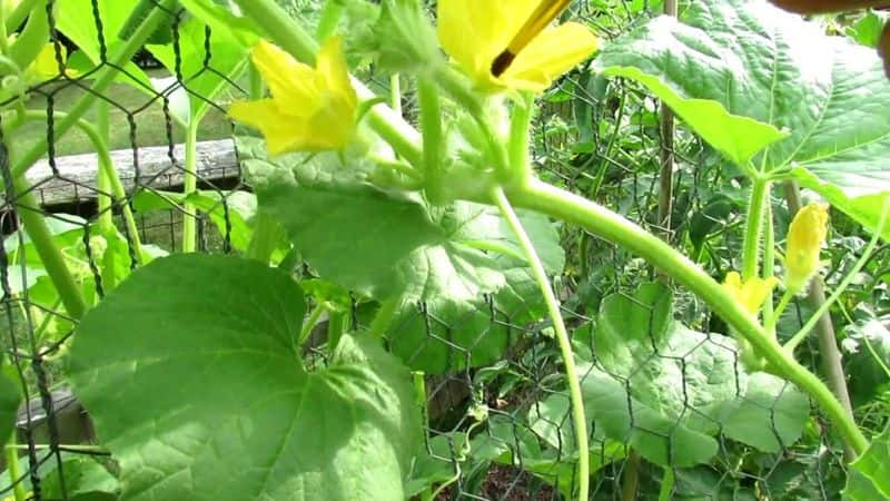 pollination process in plants