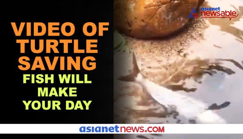 Watch Turtle saves fish; video goes viral - gps