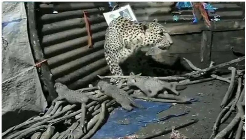 leopard gave birth to four cubs inside a hut in Igatpuri