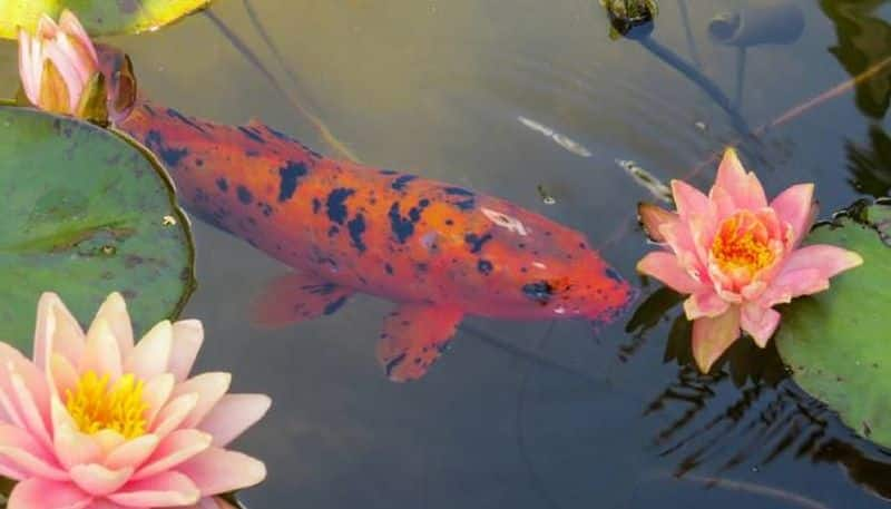 pond fertilizer in fish ponds