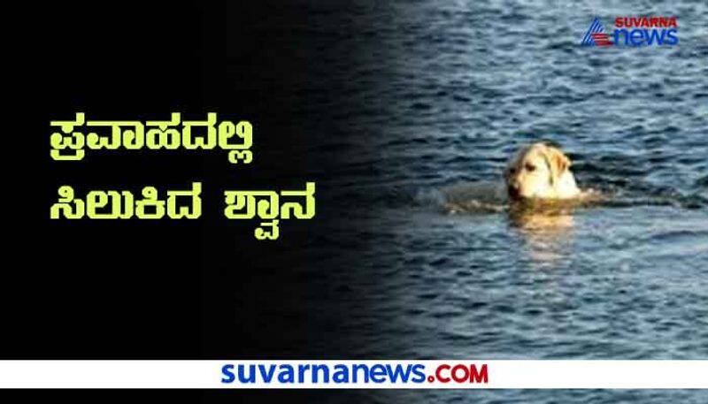 Dog Swims Across Flood Water Saves Its Life in Gadag