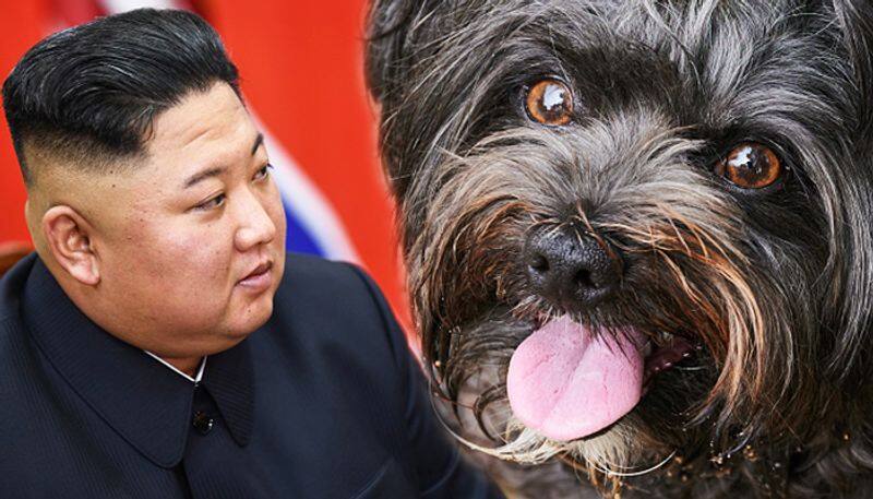 North Koreans ordered to hand over pet dogs for meat amid food shortage? - gps