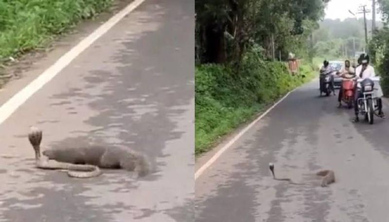 video of fight between mongoose and snake goes viral