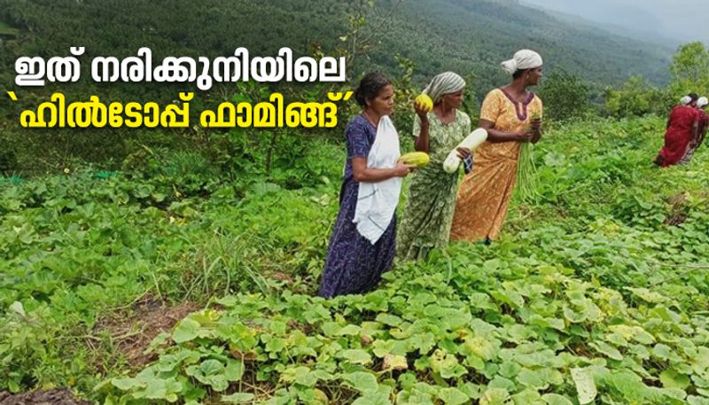 hilltop farming in varingilora