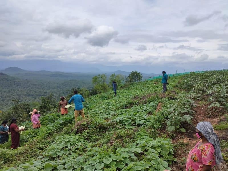 hilltop farming in varingilora