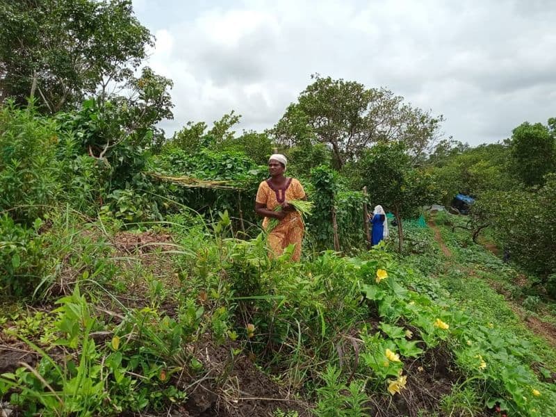 hilltop farming in varingilora