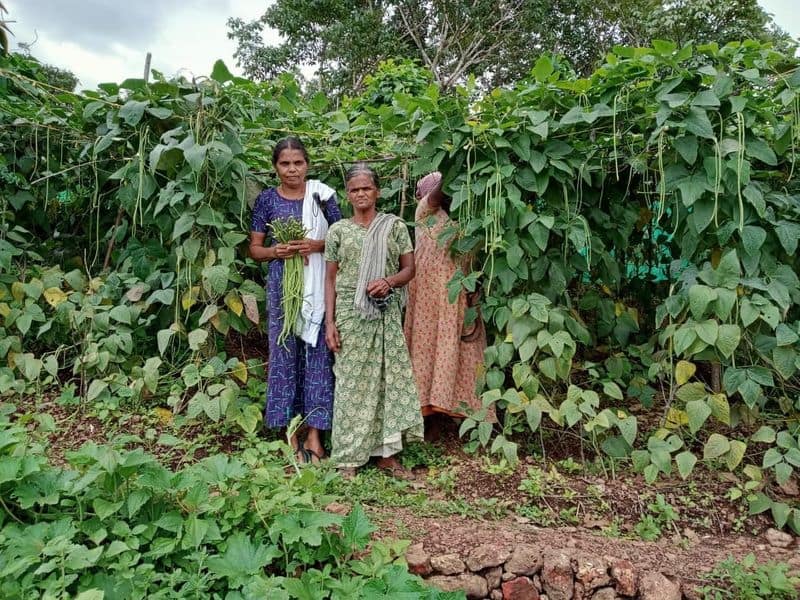 hilltop farming in varingilora