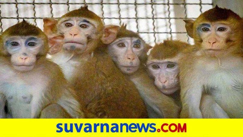 Home Guard Staff Provide Fruit to Monkeys at Hampi in Vijayanagara grg