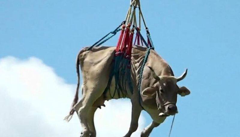 Farmer airlifts injured cow from a mountain in the Swiss Alps with a helicopter