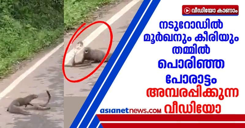 viral video of fight between snake and mongoose