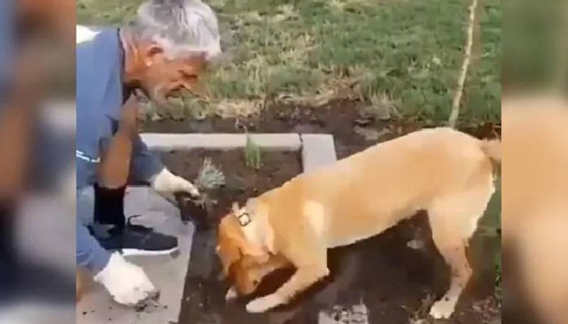 Pet dog helps man with gardening in viral video