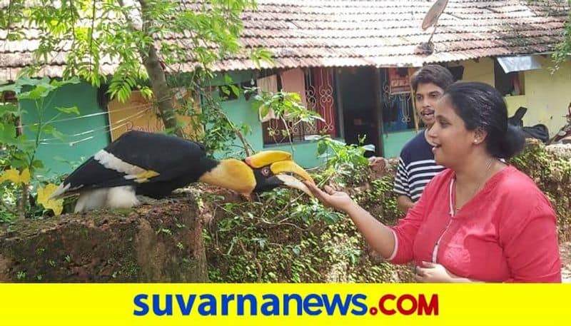 Hornbill Bird Close with Human in Ankola in Uttara Kannada District