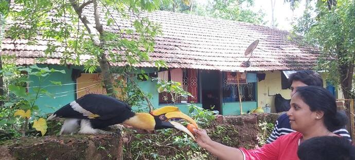 <p>ಸಾಮಾನ್ಯವಾಗಿ ಹಾರ್ನ್‌ಬಿಲ್‌ಗಳ ಜೀವನಶೈಲಿಗೆ ಈ ಹಕ್ಕಿ ವ್ಯತಿರಿಕ್ತವಾಗಿದ್ದು ಪಕ್ಷಿ ತಜ್ಞರಿಗೂ ಸವಾಲಾಗಿದೆ. ಉತ್ತರ ಕನ್ನಡದ ಪಶ್ಚಿಮ ಘಟ್ಟಗಳಲ್ಲಿ ಕಂಡುಬರುವ ಹಾರ್ನ್‌ಬಿಲ್‌ಗಳು ತೀರಾ ನಾಚಿಕೆ ಸ್ವಭಾವದ ಪಕ್ಷಿಗಳು. ಅಲ್ಲದೇ ವಯಸ್ಸಾದ ಹಾರ್ನ್‌ಬಿಲ್‌ಗಳು ಸದಾ ಜೋಡಿಯಾಗಿಯೇ ವಾಸಿಸುತ್ತವೆ.</p>
