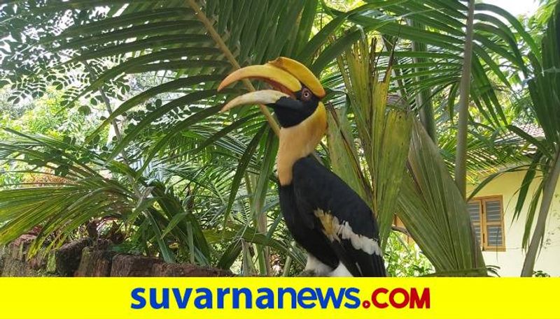 Hornbill Came to Maya Krishnananda Shettyb House in Ankola in Uttara Kannada District